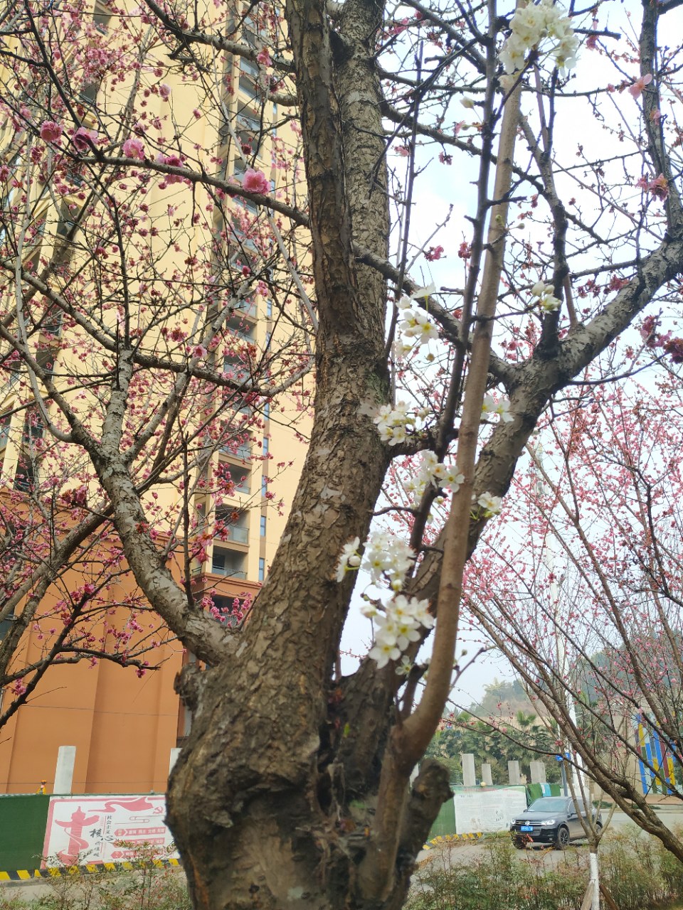 一树花开分两色,半树红来半树白
