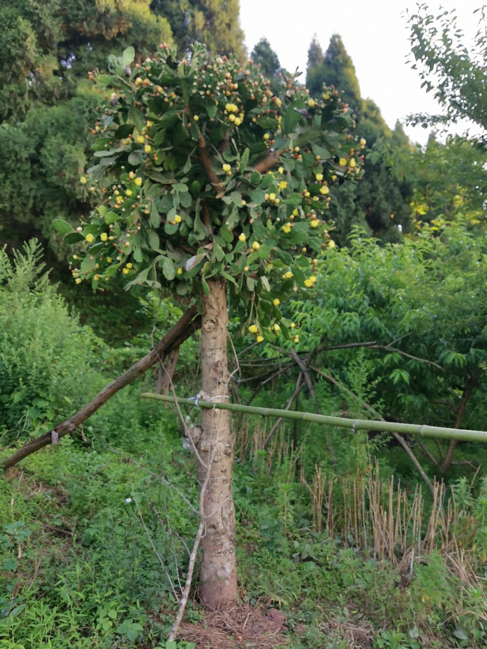 【小草原创】一棵比我高不少的仙人掌,据说已经二十多岁了
