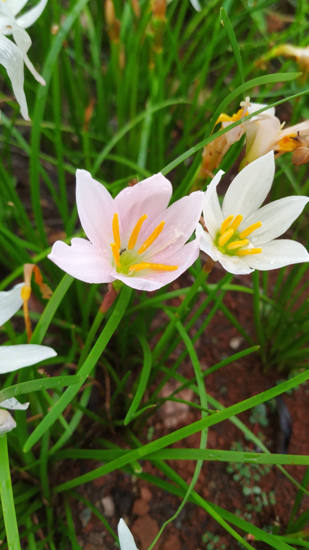 以前一直叫它独蒜花,原来它叫葱莲!