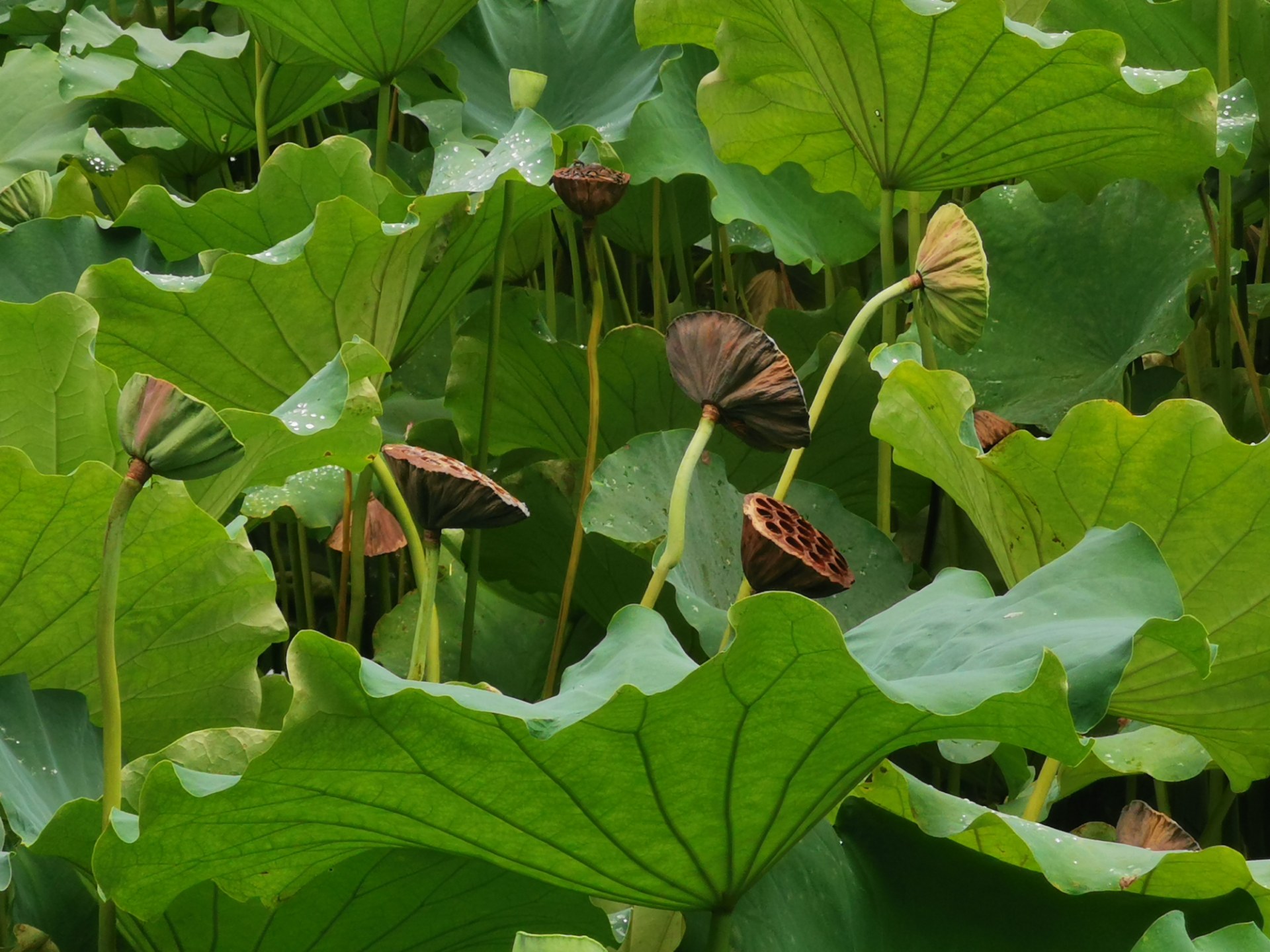 绵阳西山玉女湖,百年紫藤自成荫