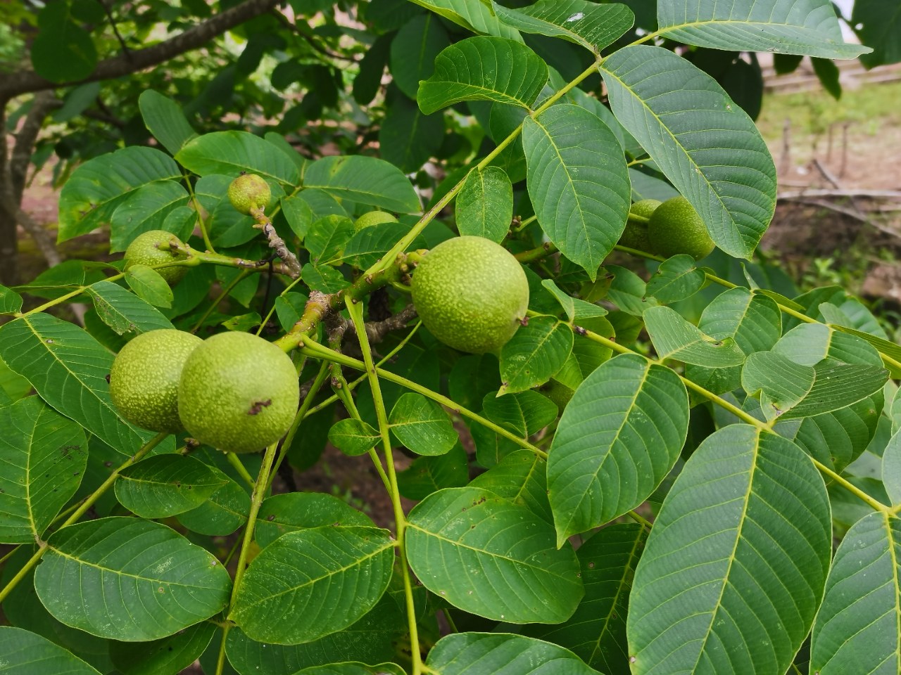 長河源鎮!不是一直叫長河噠,山鄉田園美如畫!