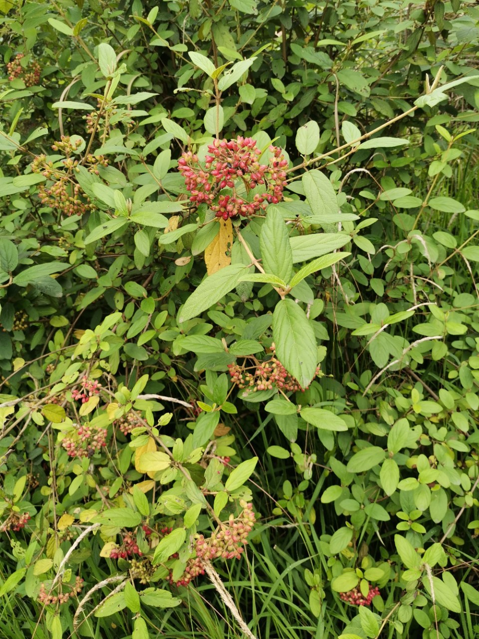 漂亮的烟管荚蒾