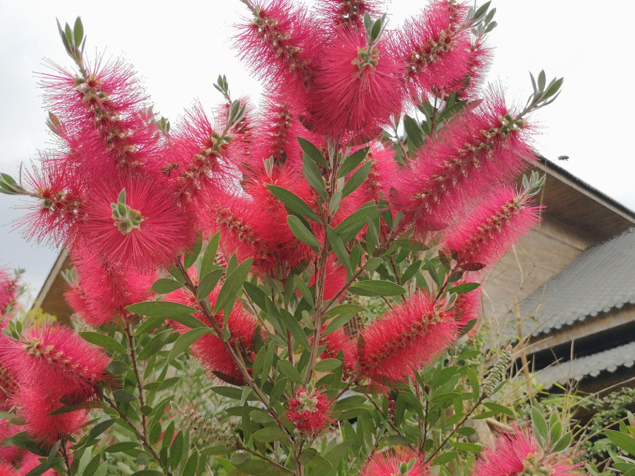 欣赏:鲜艳夺目的"红千层"花