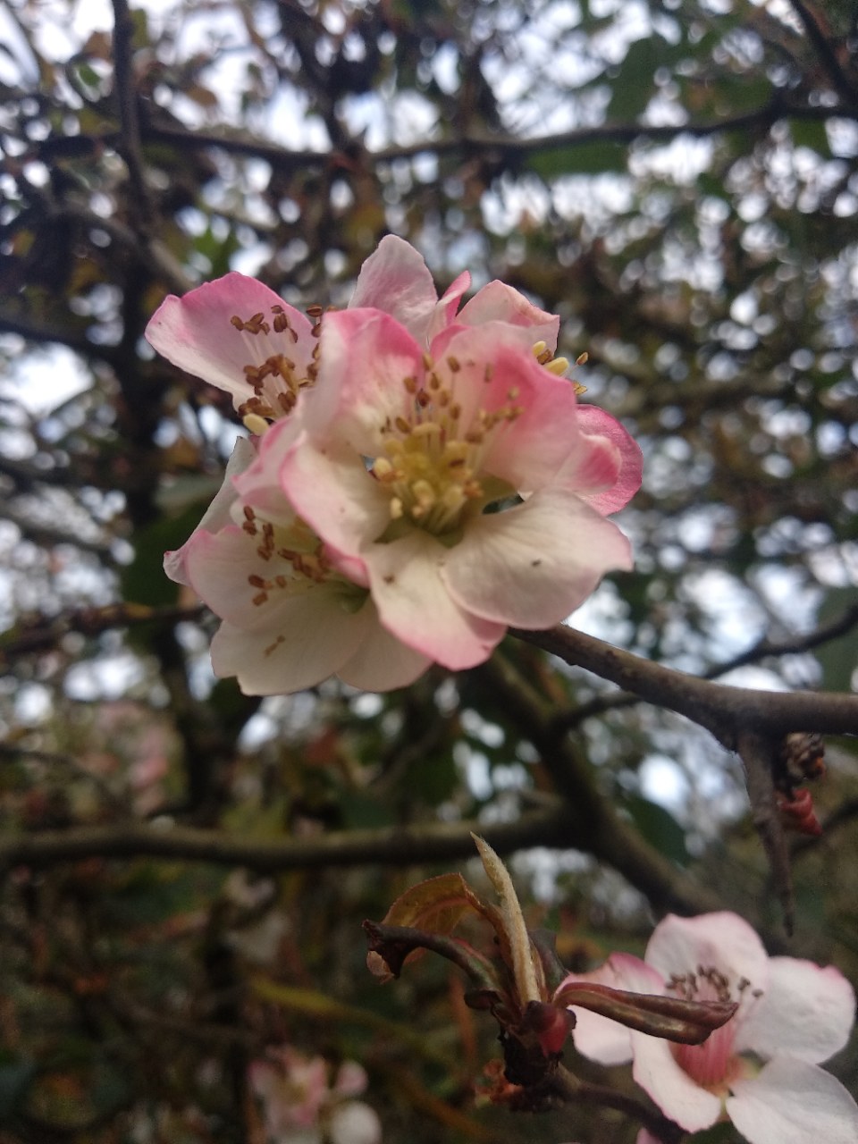 4,野木瓜花