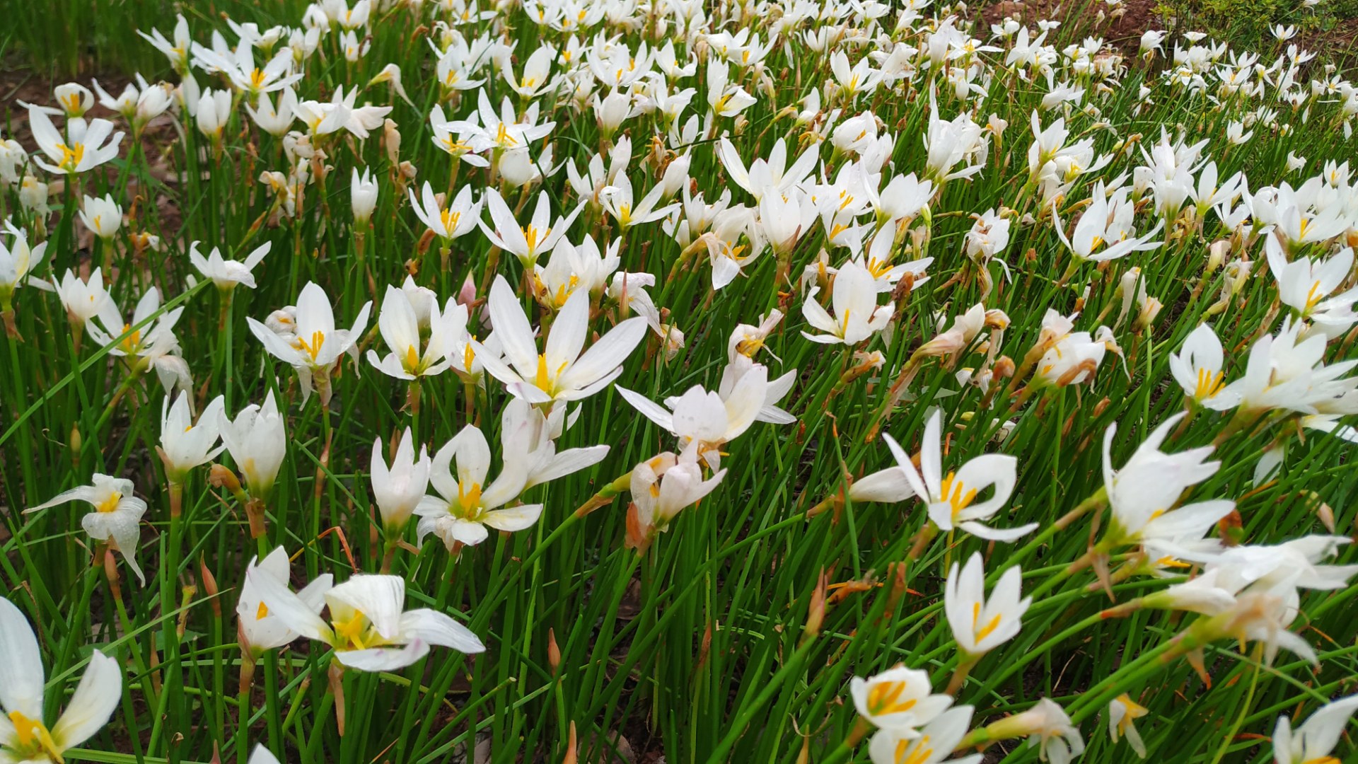以前一直叫它独蒜花,原来它叫葱莲!