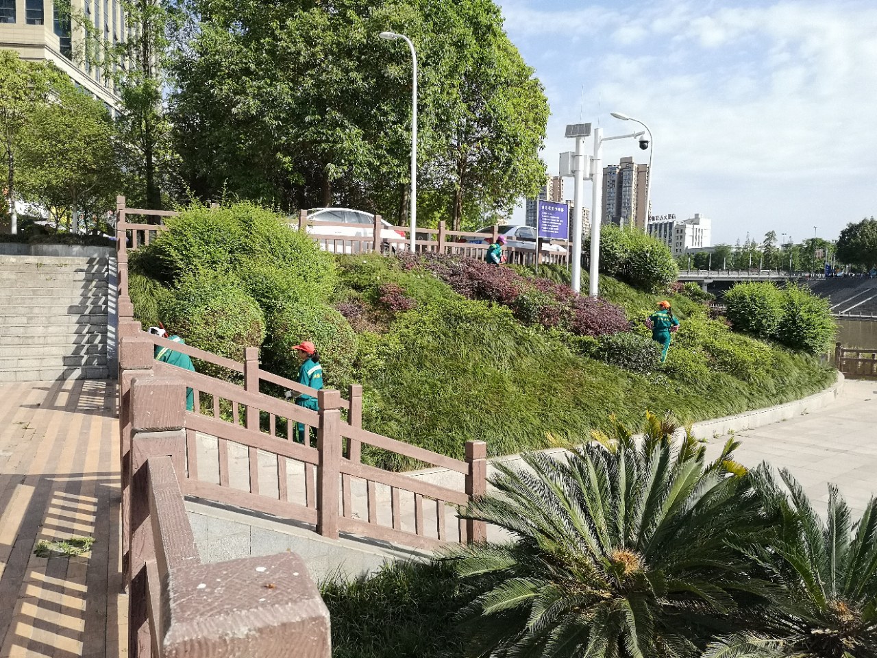 资阳江南半岛观景台河堤绿化如此美,园丁亲手来描绘