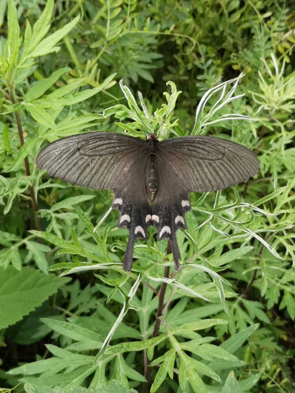 欣赏:一只黑蝴蝶翻飞的轨迹
