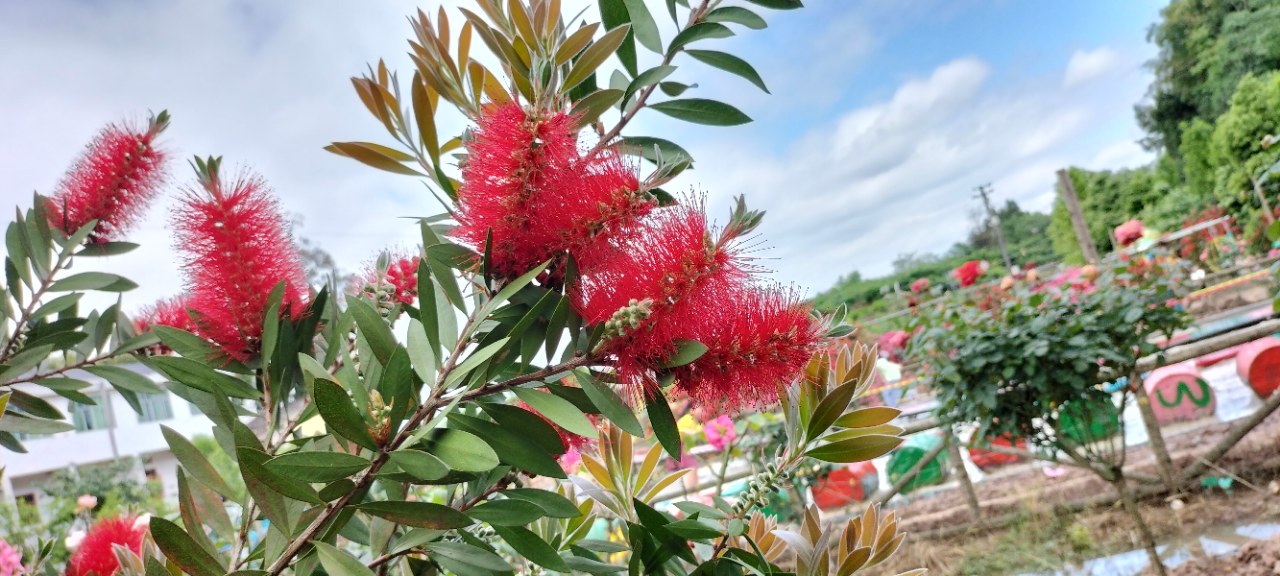 原創 網紅打卡悅緣花谷