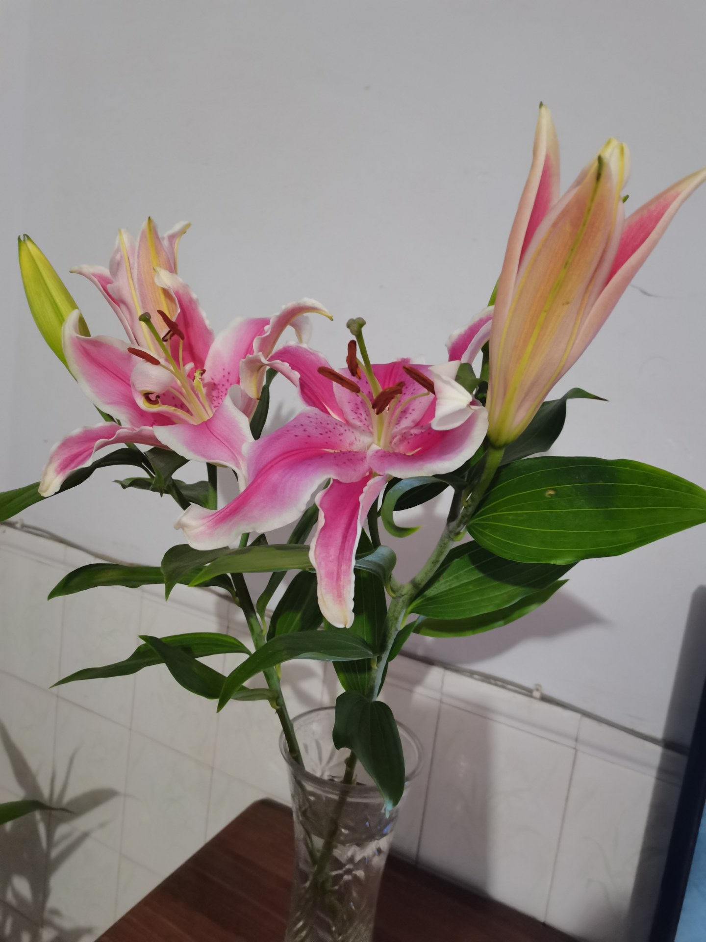 粉色的百合花真漂亮!