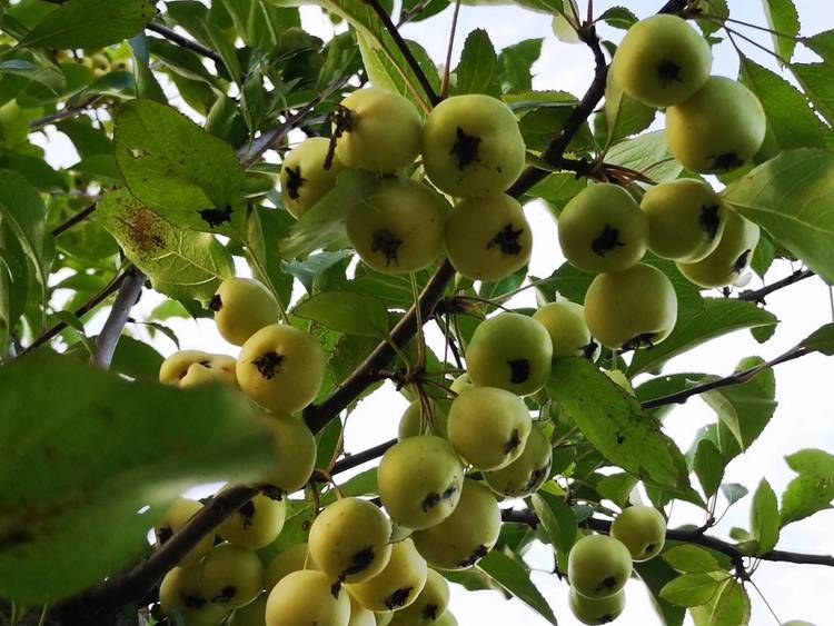 上午发帖酸苹果树硕果累累,晚饭后去看果果荡然无存