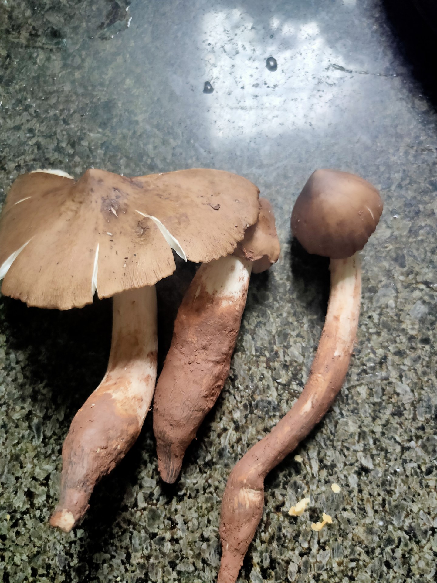 友人赠我伞把菇,煮汤下面味好鲜