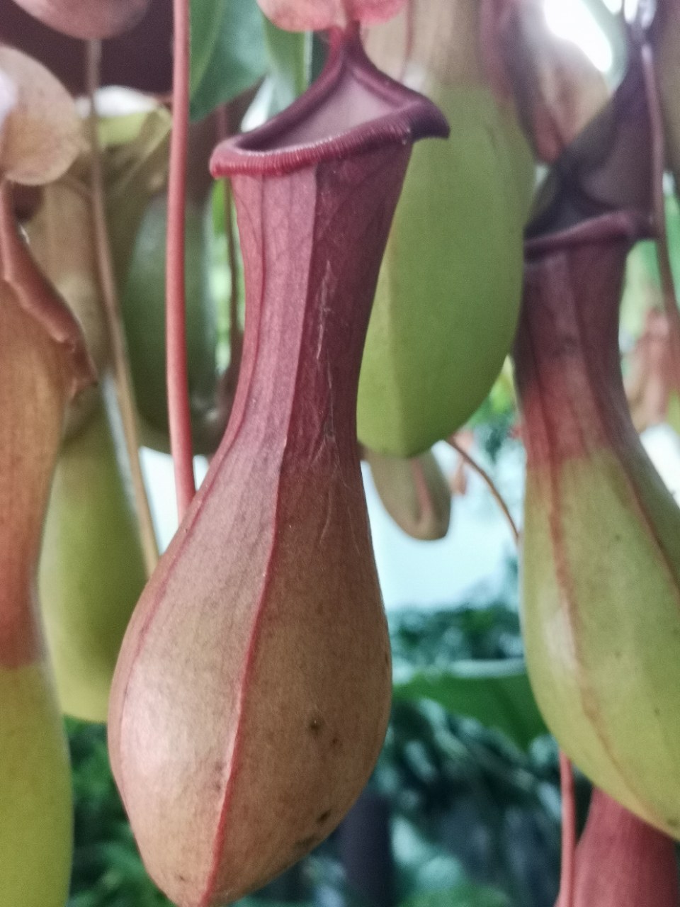 现家里流行种"猪笼草",草笼子上的盖能自动打开吸引昆虫