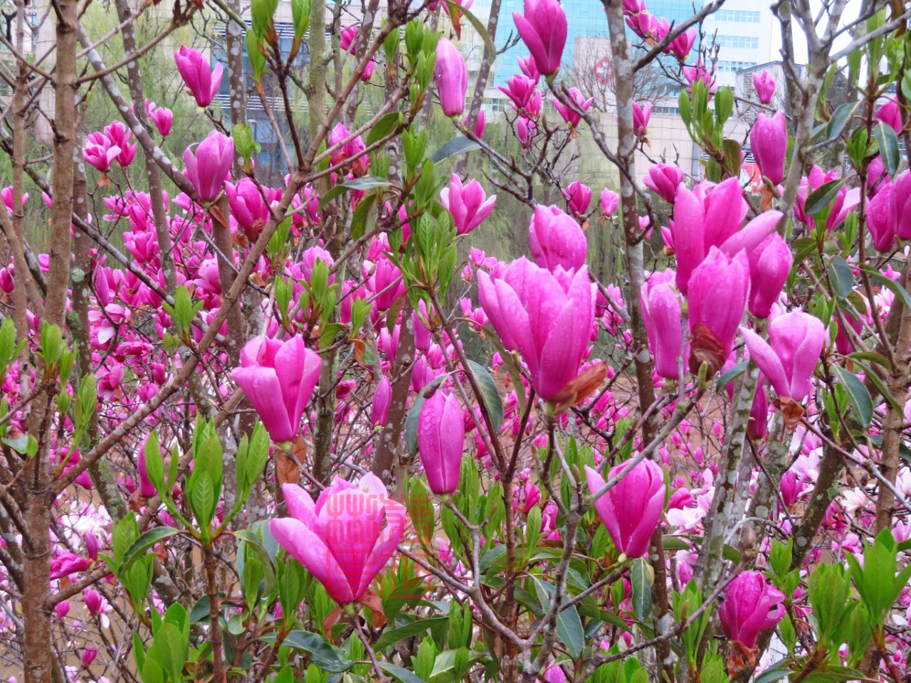 资阳九曲河畔的玉兰花美丽晶莹,宛若霁雨初晴中的仙子