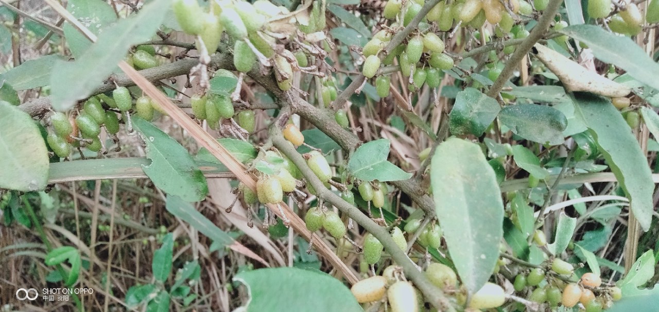 植物羊奶奶图片大全图片