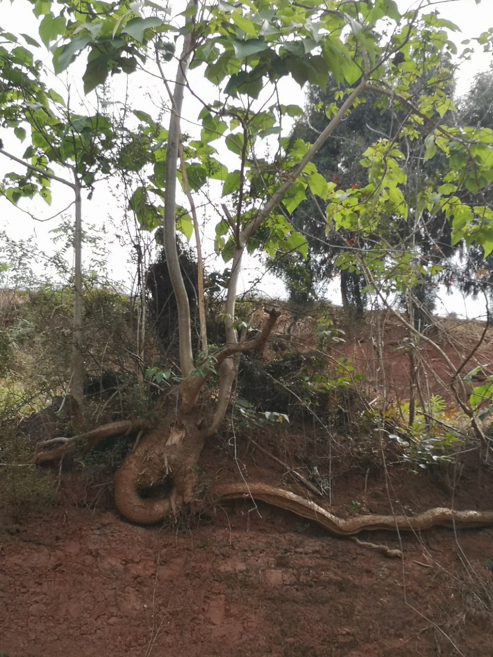 看看这树根有的说像龙,有的说像蛇,亲们觉得像什么呢?