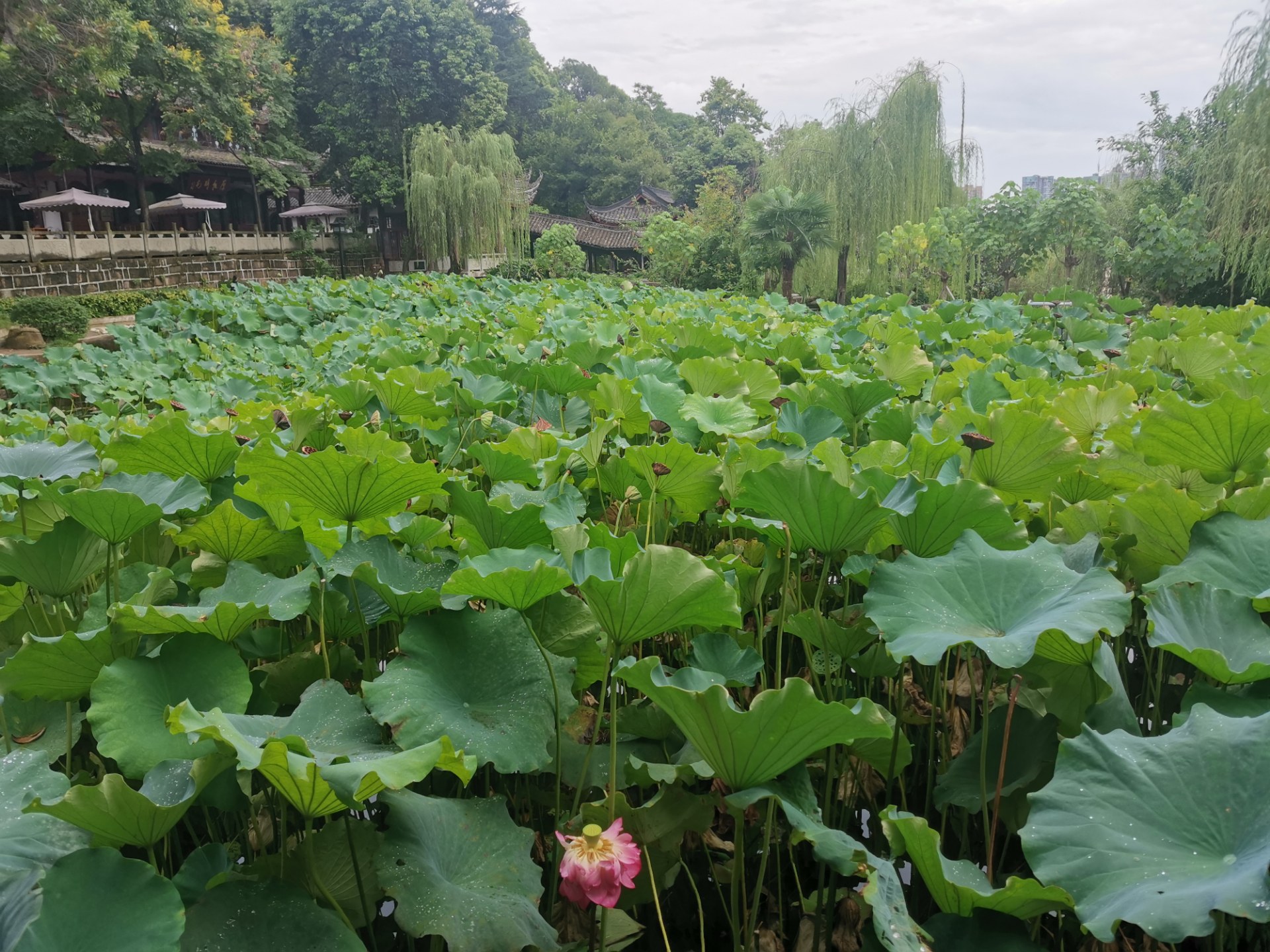 绵阳西山玉女湖,百年紫藤自成荫