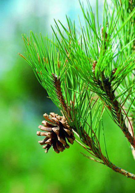 松树