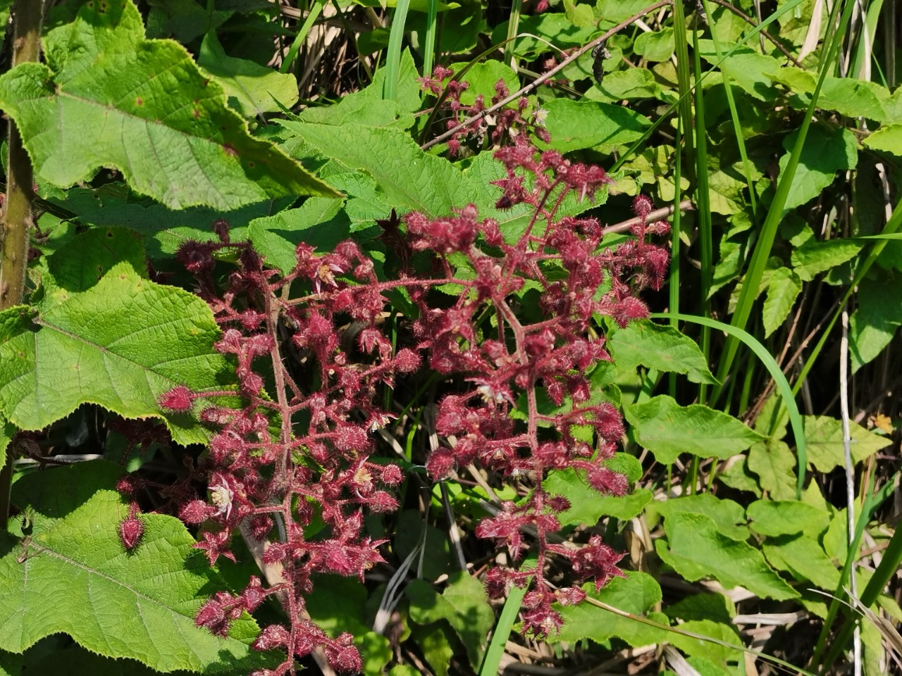 为什么叫"老虎泡"