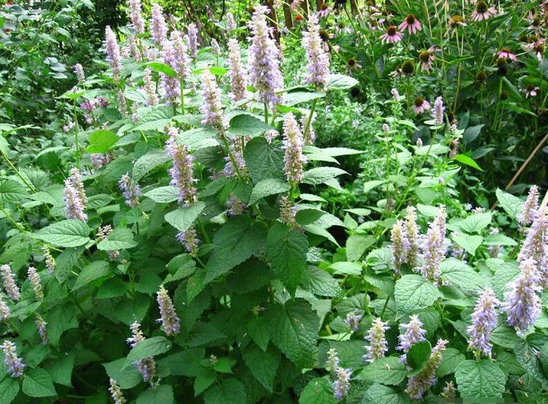 老家屋边的霍香,用来做菜很馋人