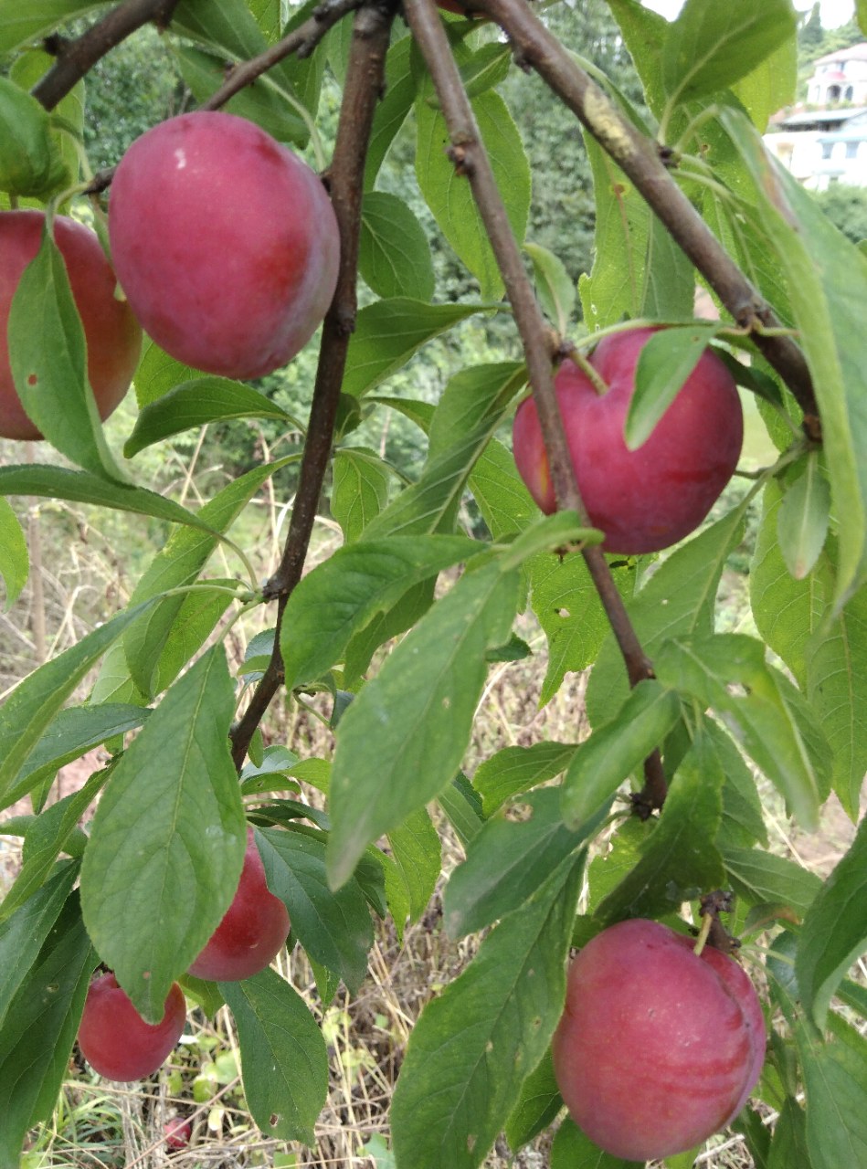 最早的一批红李子熟了约吗?嘿嘿
