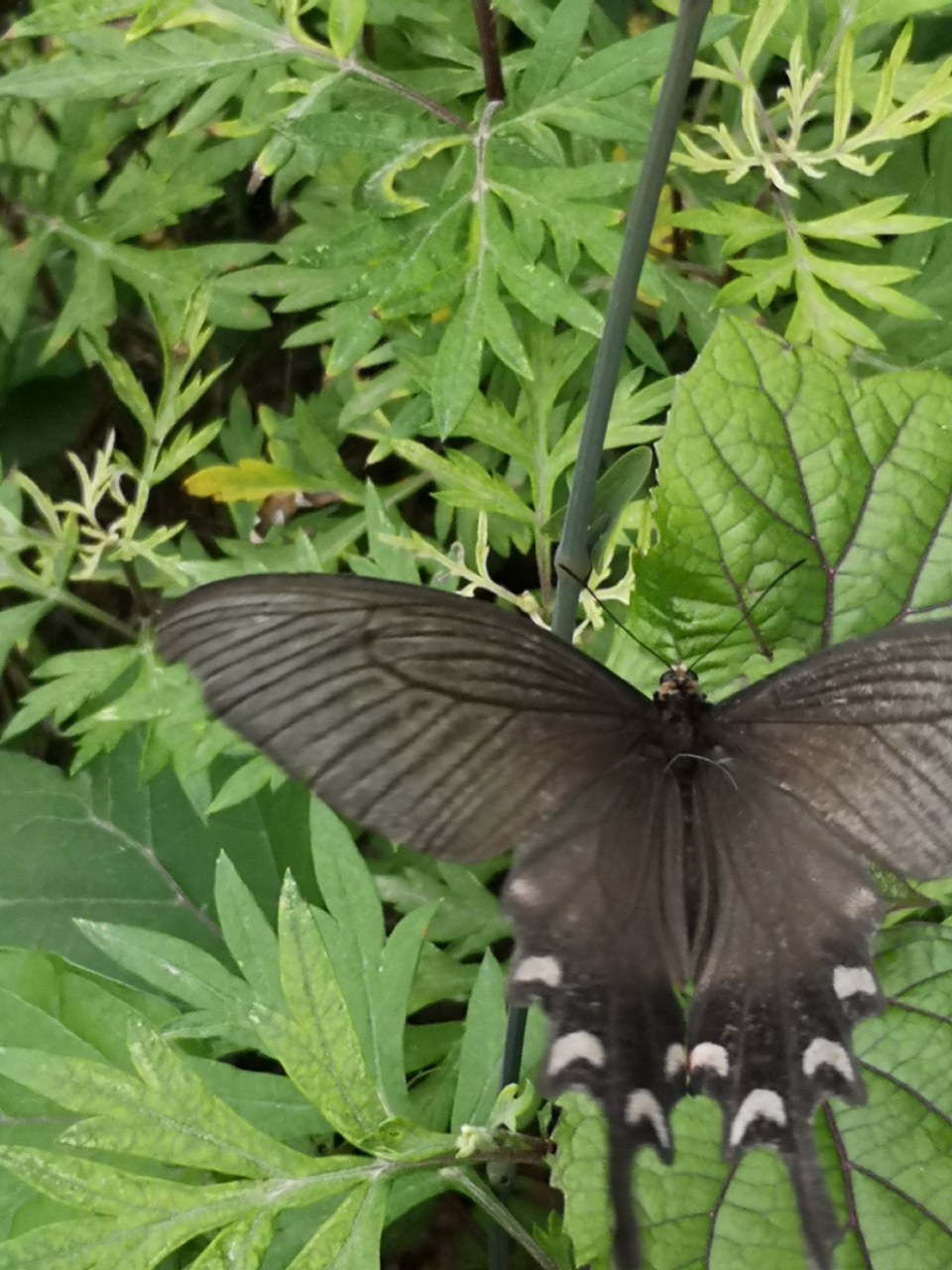 欣赏:一只黑蝴蝶翻飞的轨迹