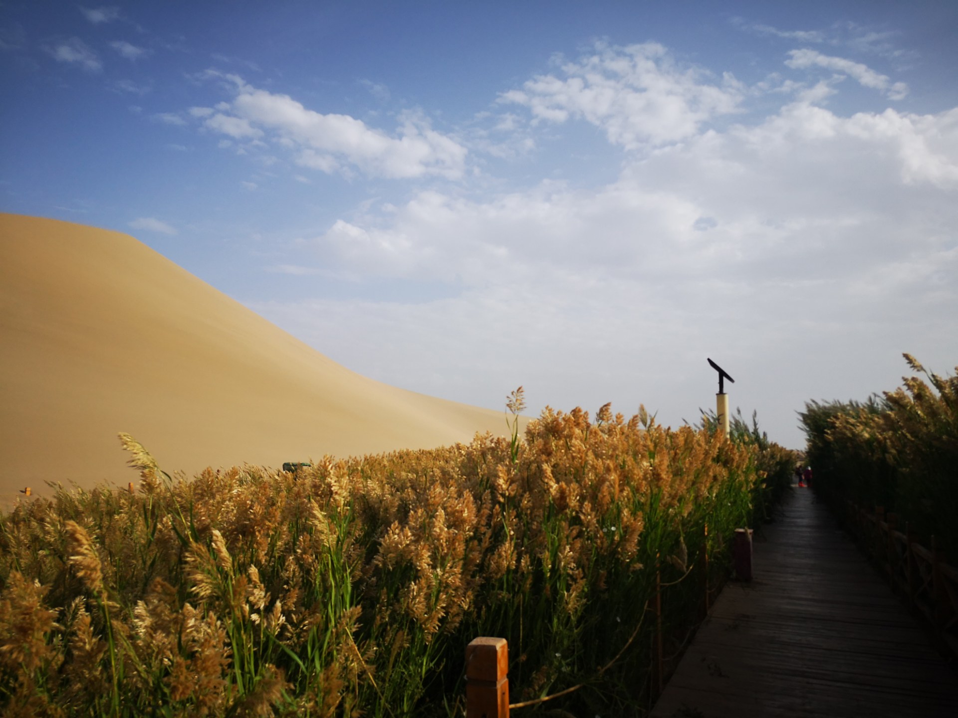 欣赏:沙漠中芦苇荡的别样景观