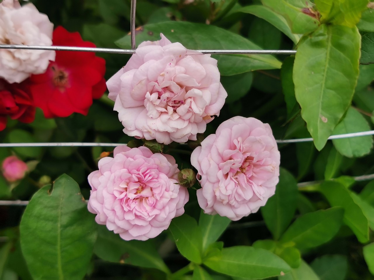 乡村小院围墙上的重瓣蔷薇,美的难舍难离