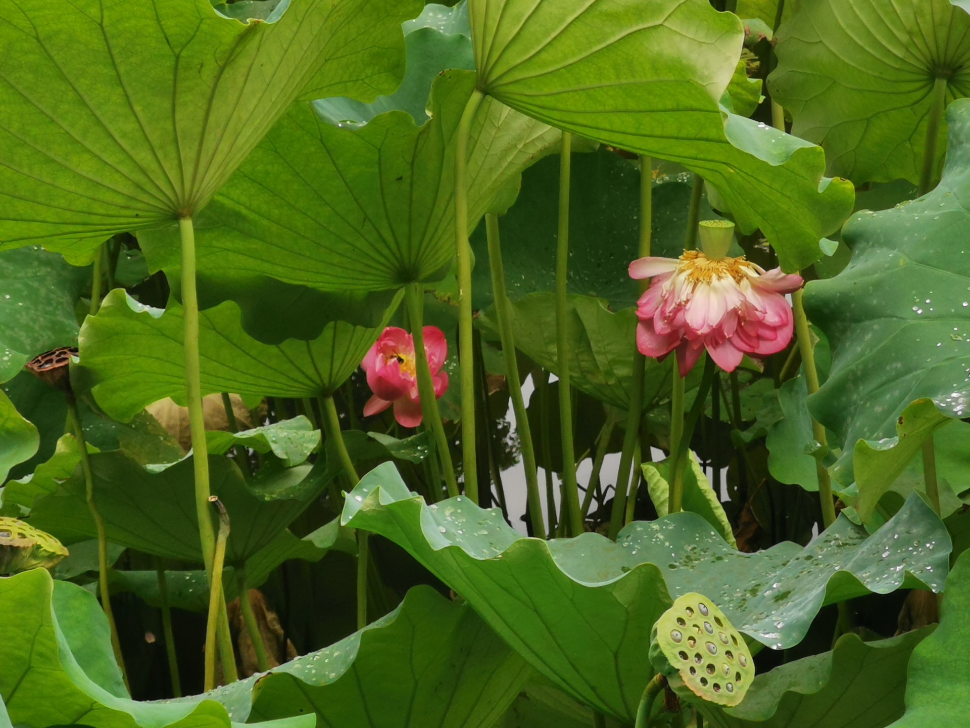 绵阳西山玉女湖,百年紫藤自成荫