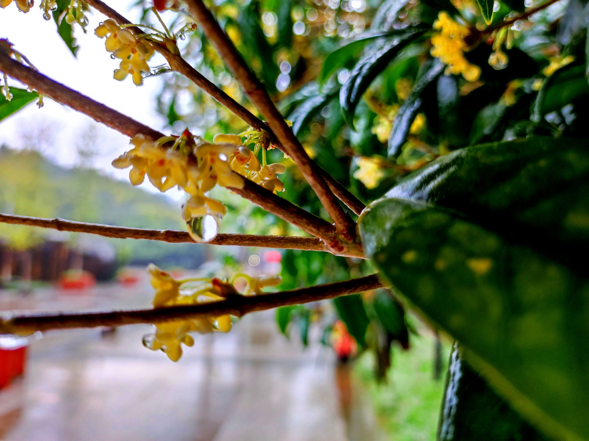 漫步九曲河畔,雨中赏桂花!