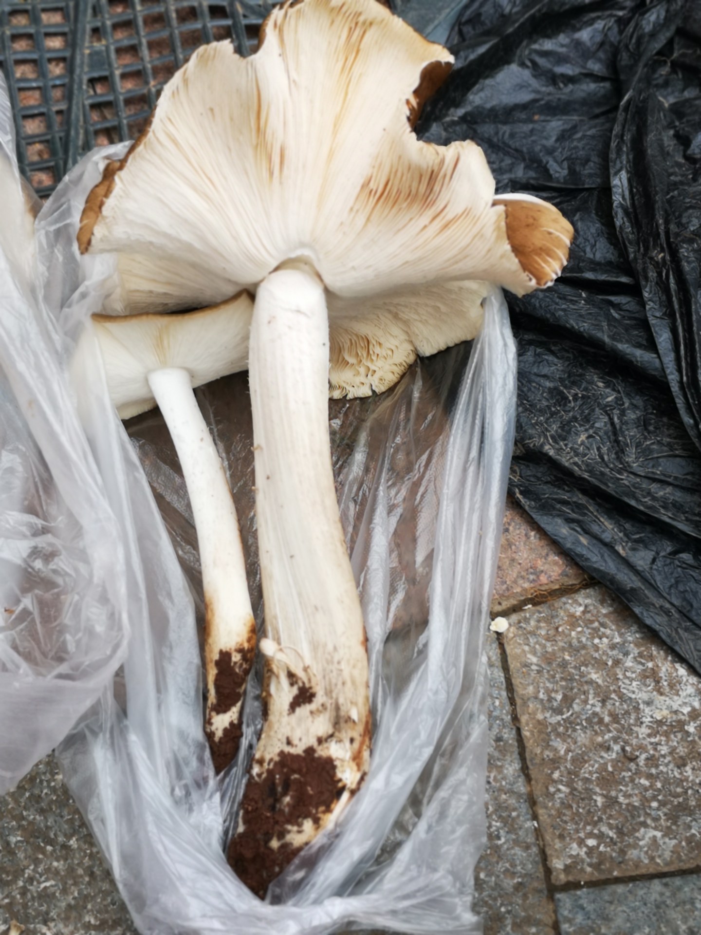 好大两株"伞把菇",众人惊叹团团围住