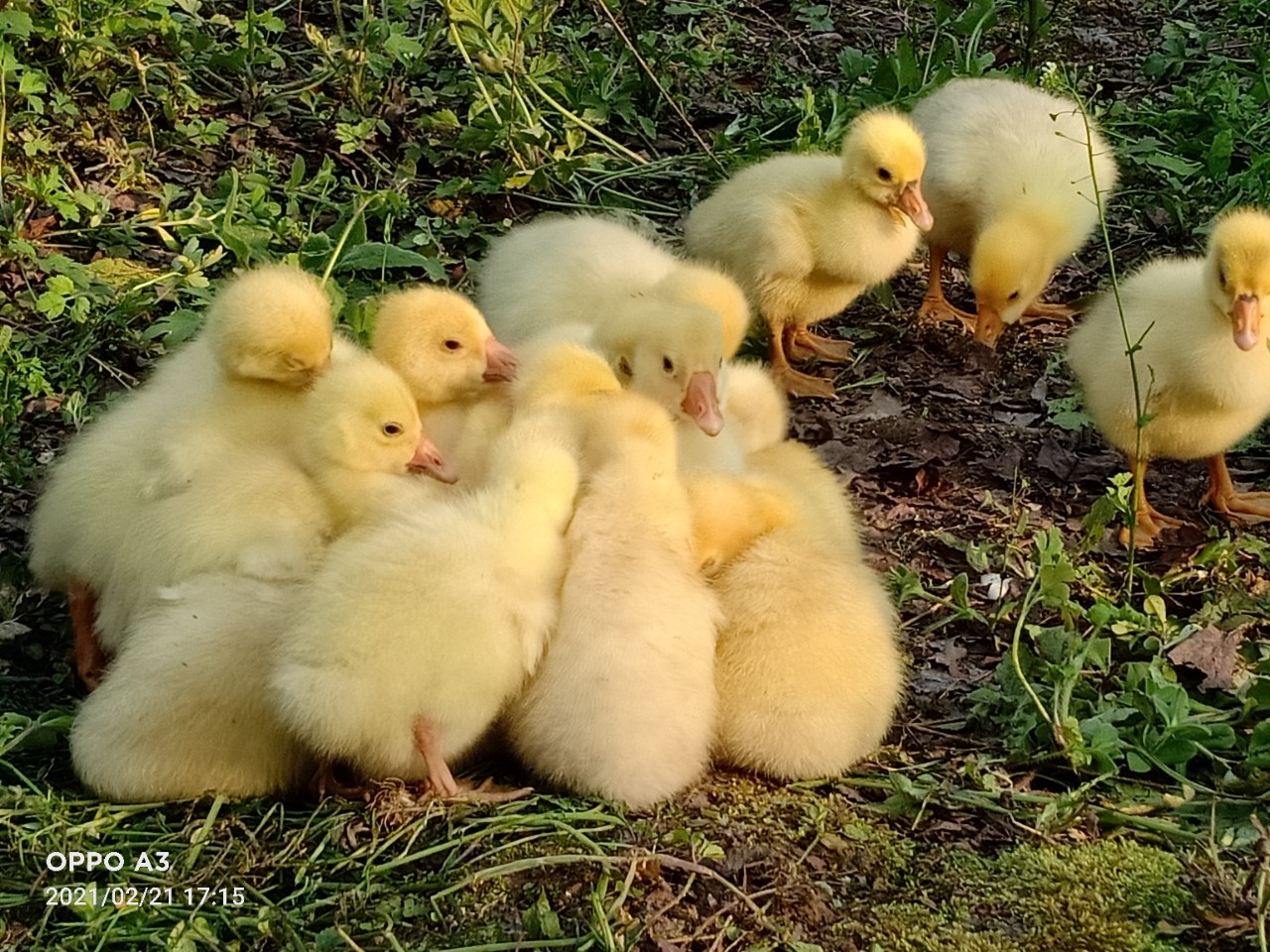 毛茸茸萌萌哒的小奶鹅