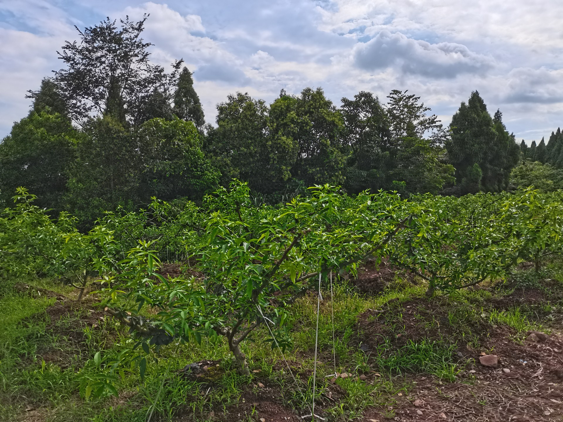 藤椒与花椒有什么区别呢?