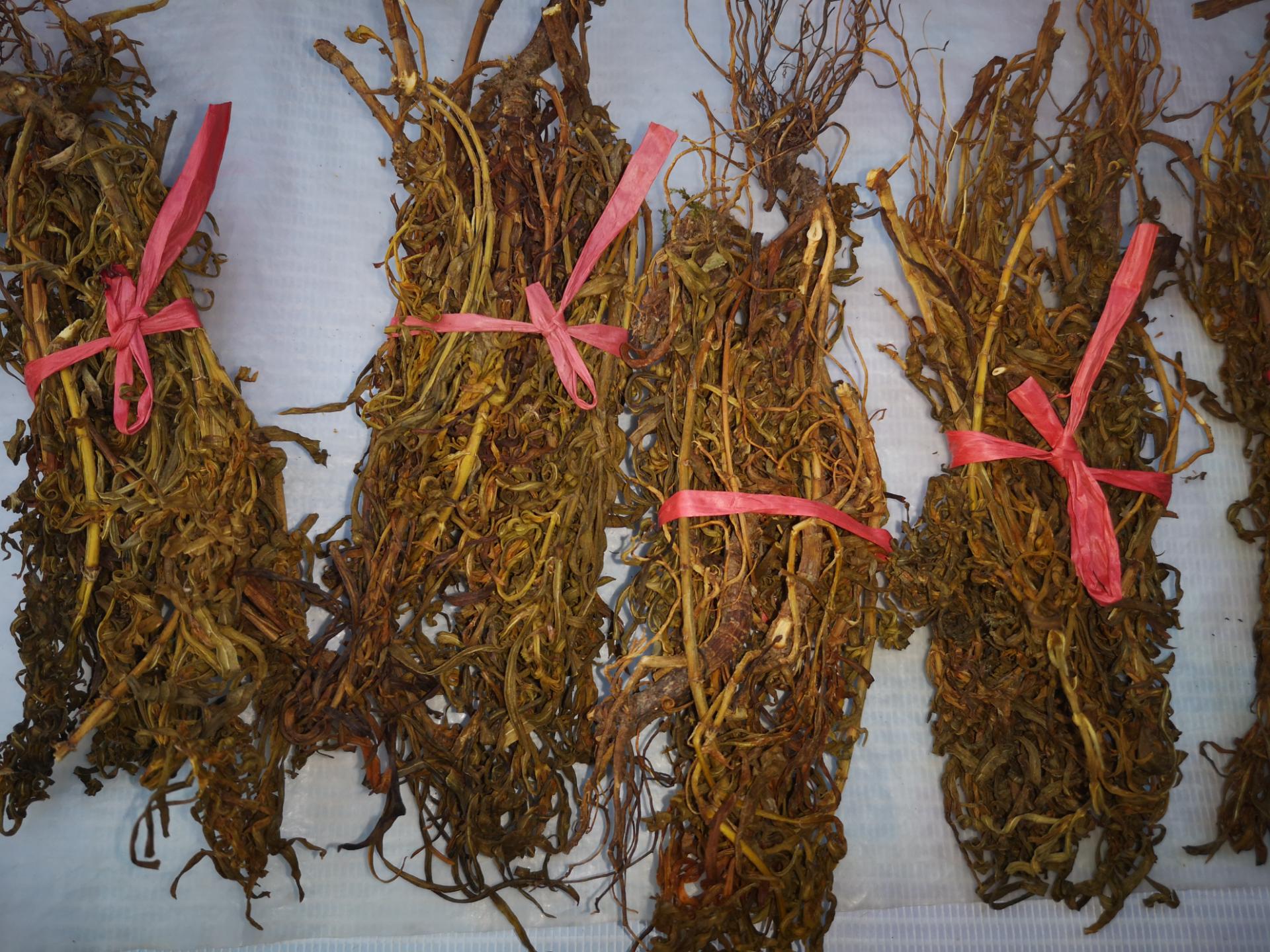 这叫"仙灵草"的草药,据说对治疗糖尿病有益