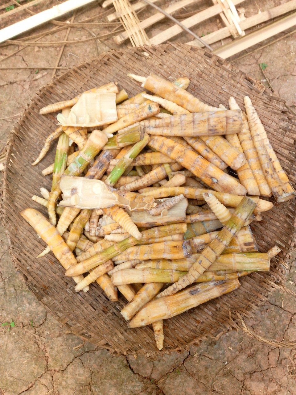 晒黑南竹笋
