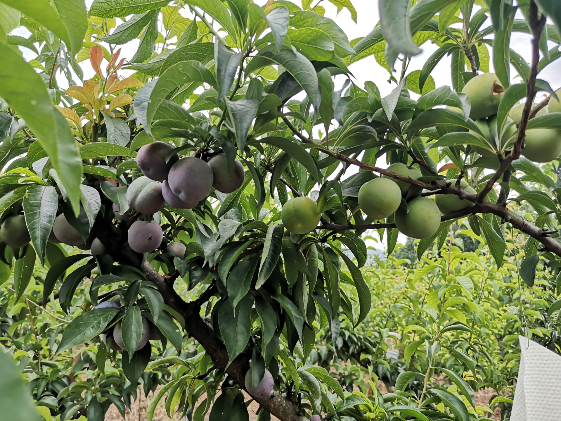 神奇:凤凰李子树嫁接后结有青,红两种果