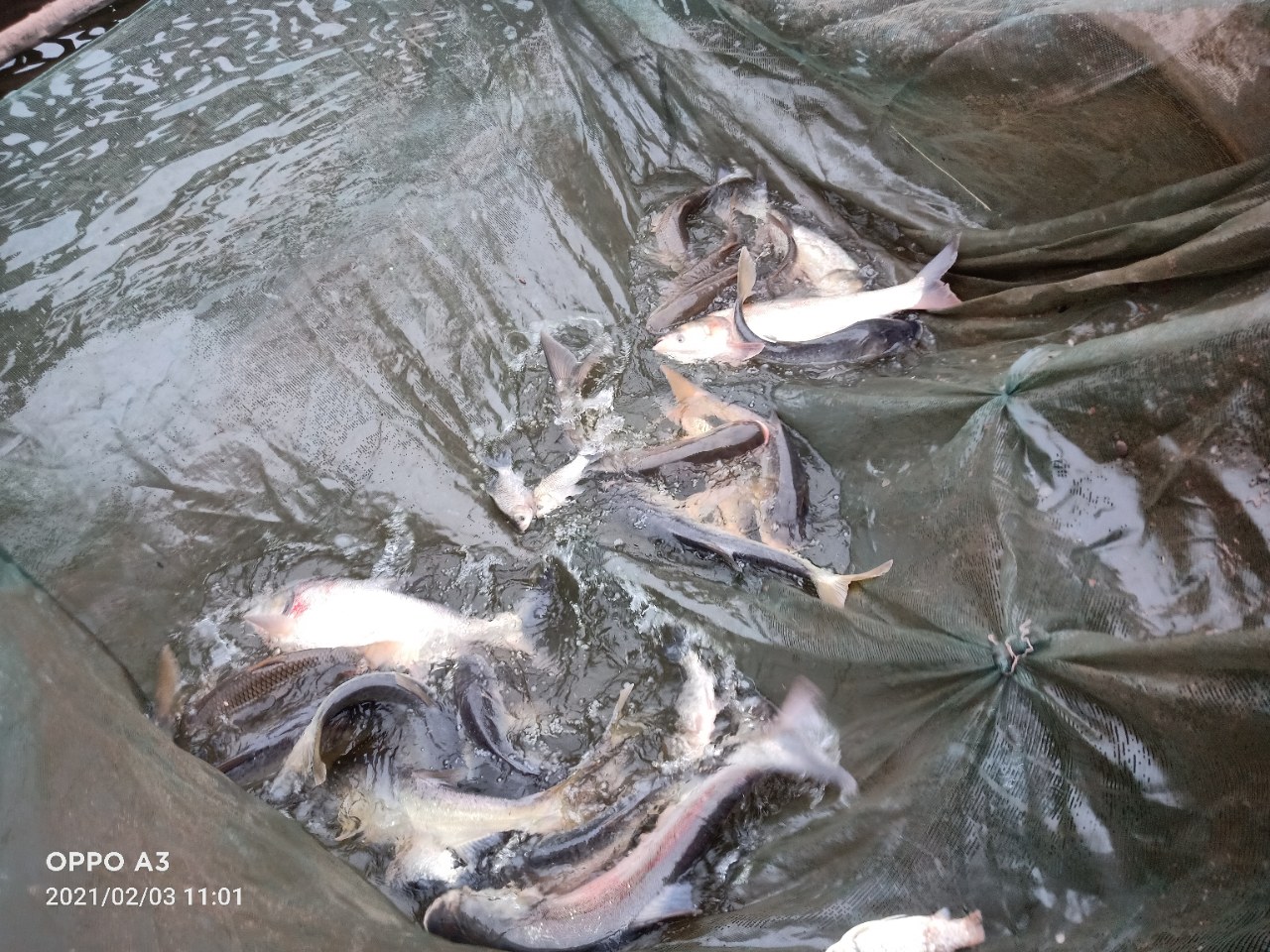 【网络中国节】年年有余,带你走进网友家看鱼塘现场捉鱼