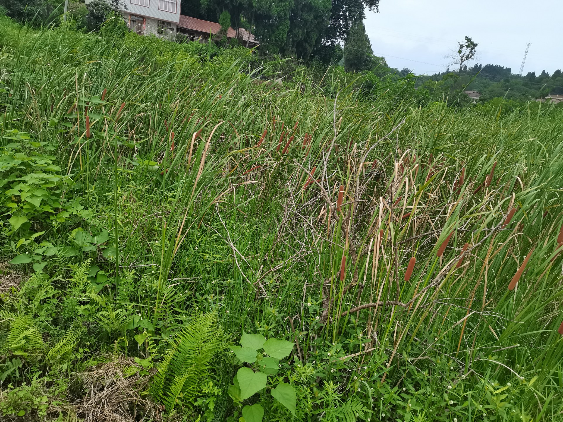 五亩大的良田里长满野草茅蜡烛,好可惜啊!