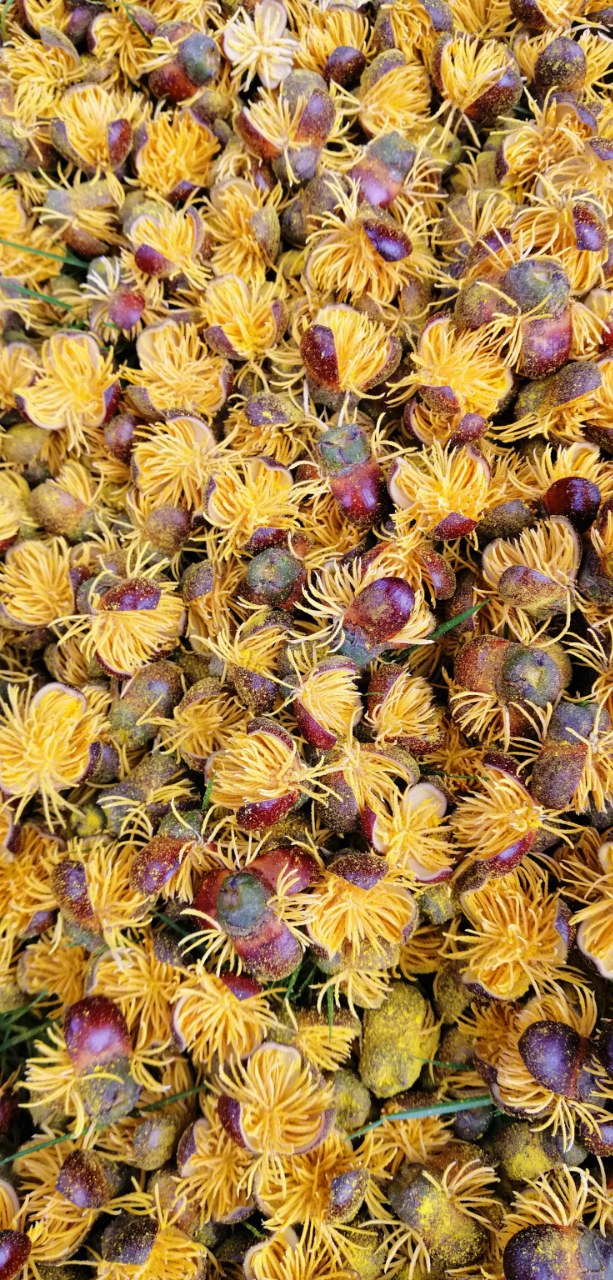 生长在资阳九曲河示范段的一种奇特的树——董棕树