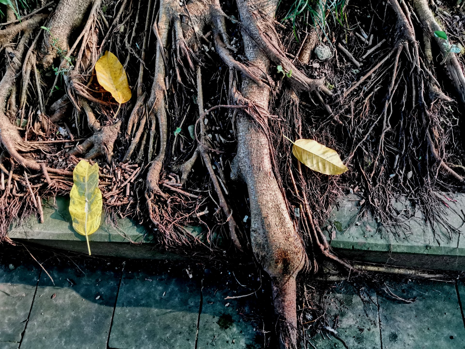 黄桷树的根图片