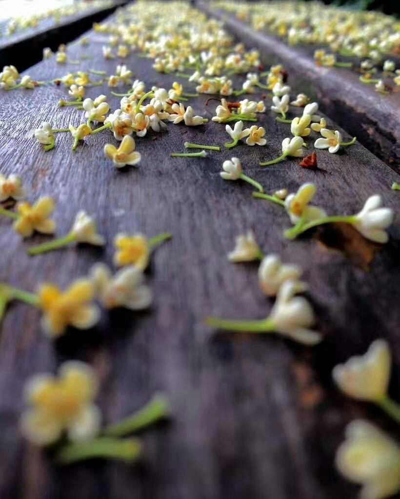 走到桂花树下,一阵秋风缓缓吹来,树上的桂花纷纷飘落下来,香气扑鼻