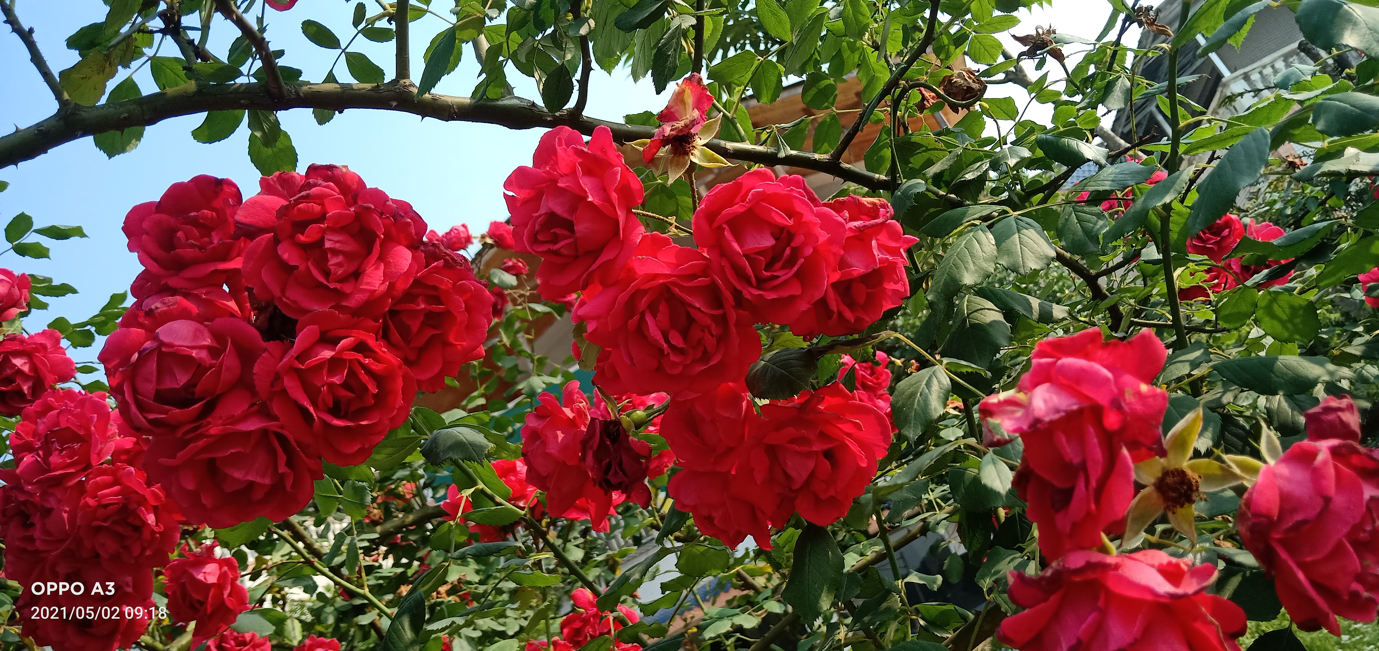 红花蔷薇开几次花(红花蔷薇开几次花就谢了)