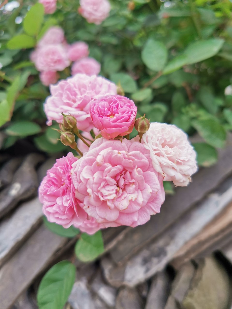 乡村小院围墙上的重瓣蔷薇,美的难舍难离