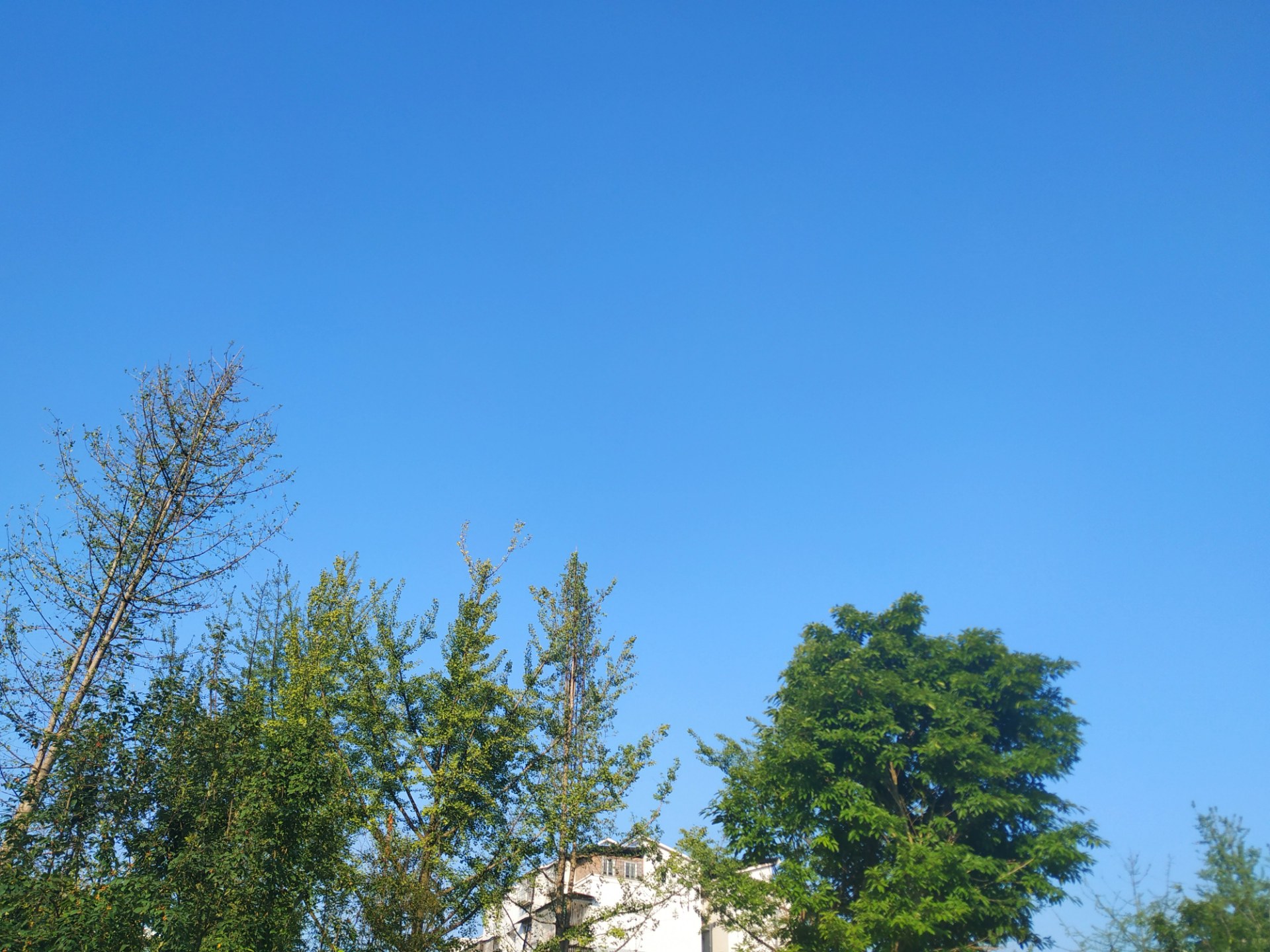 这才是碧空如洗,没有一丝云彩!