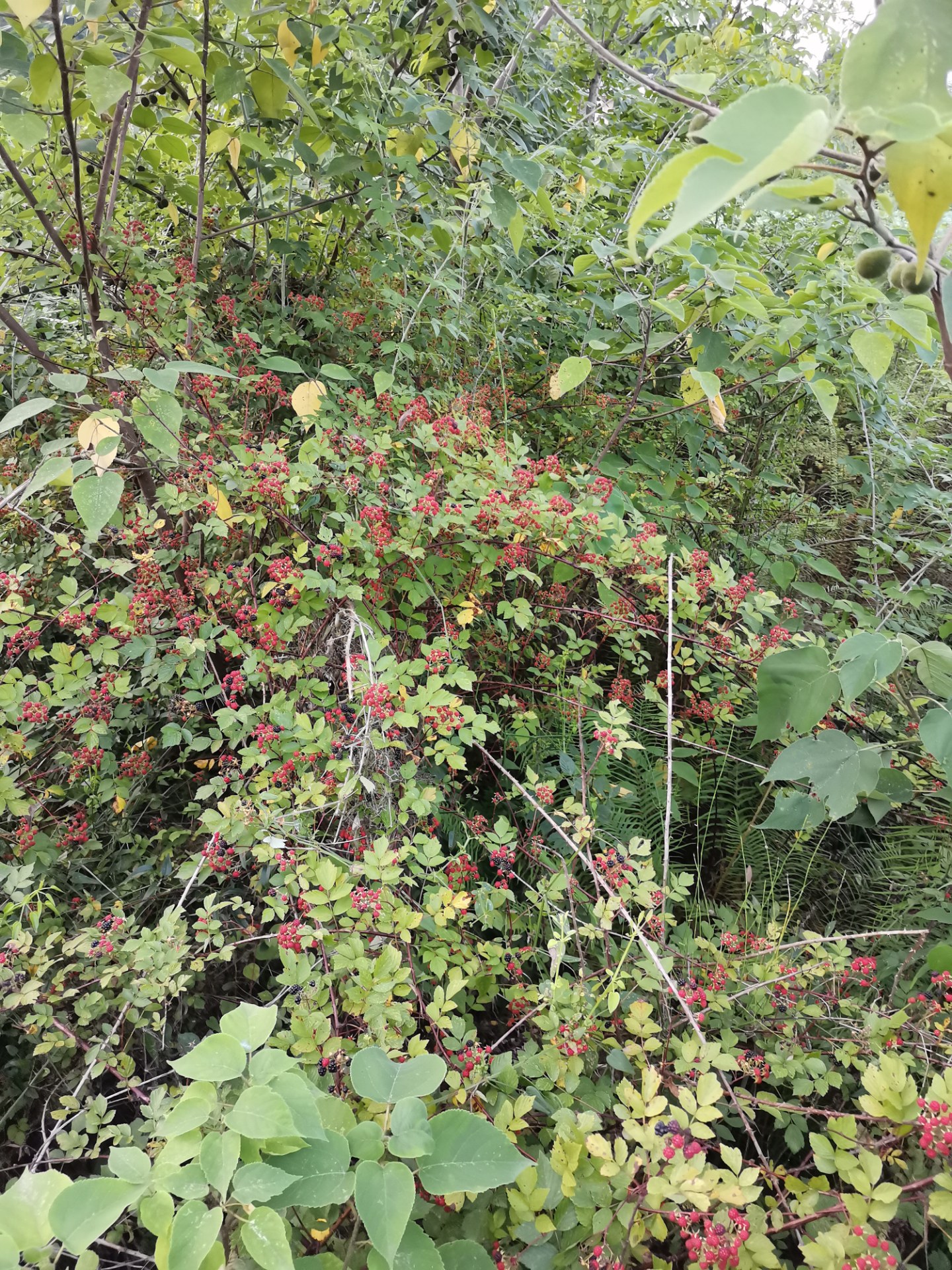 酸甜可口的刺泡儿