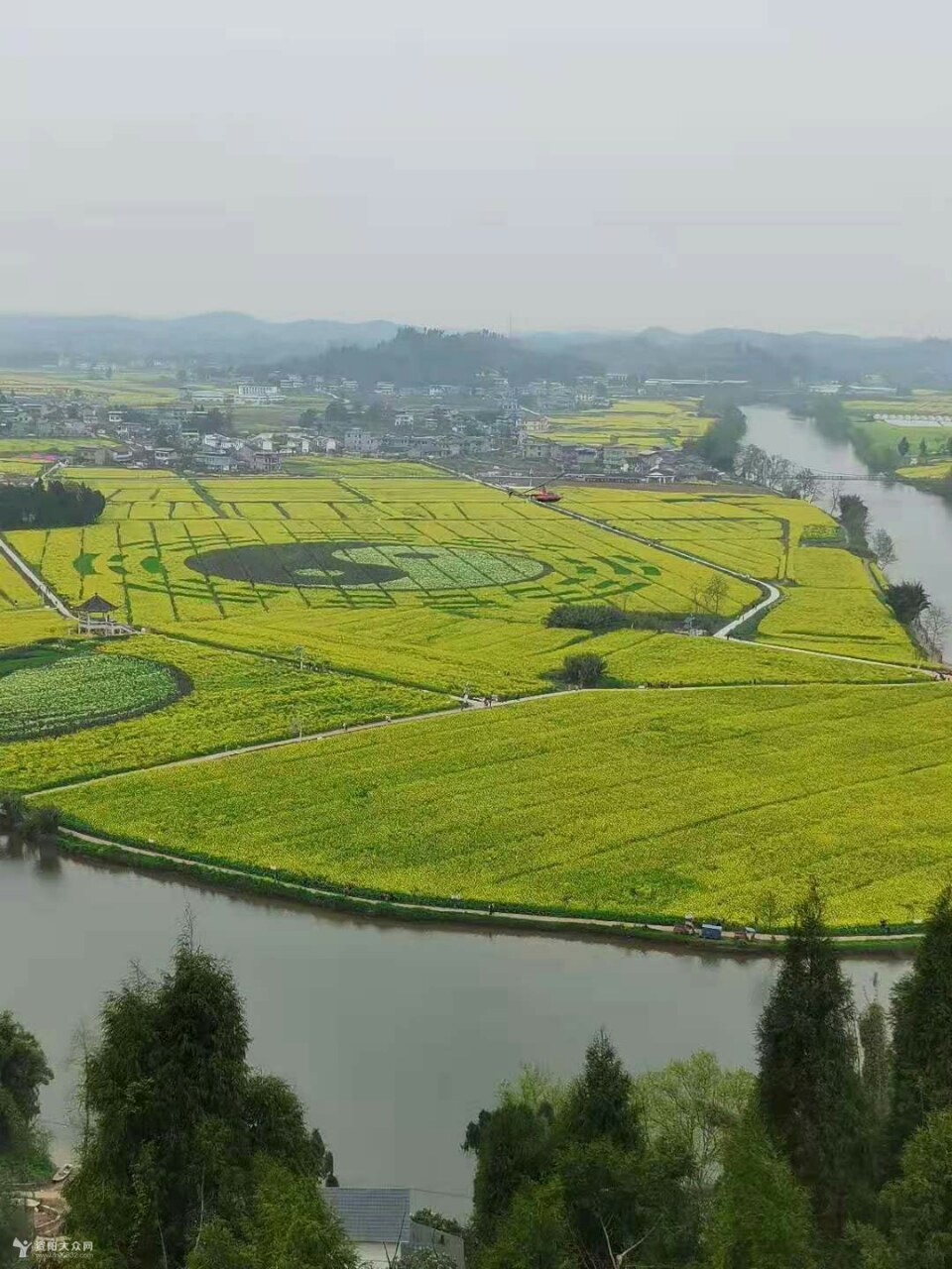 原创 去崇龛看菜花