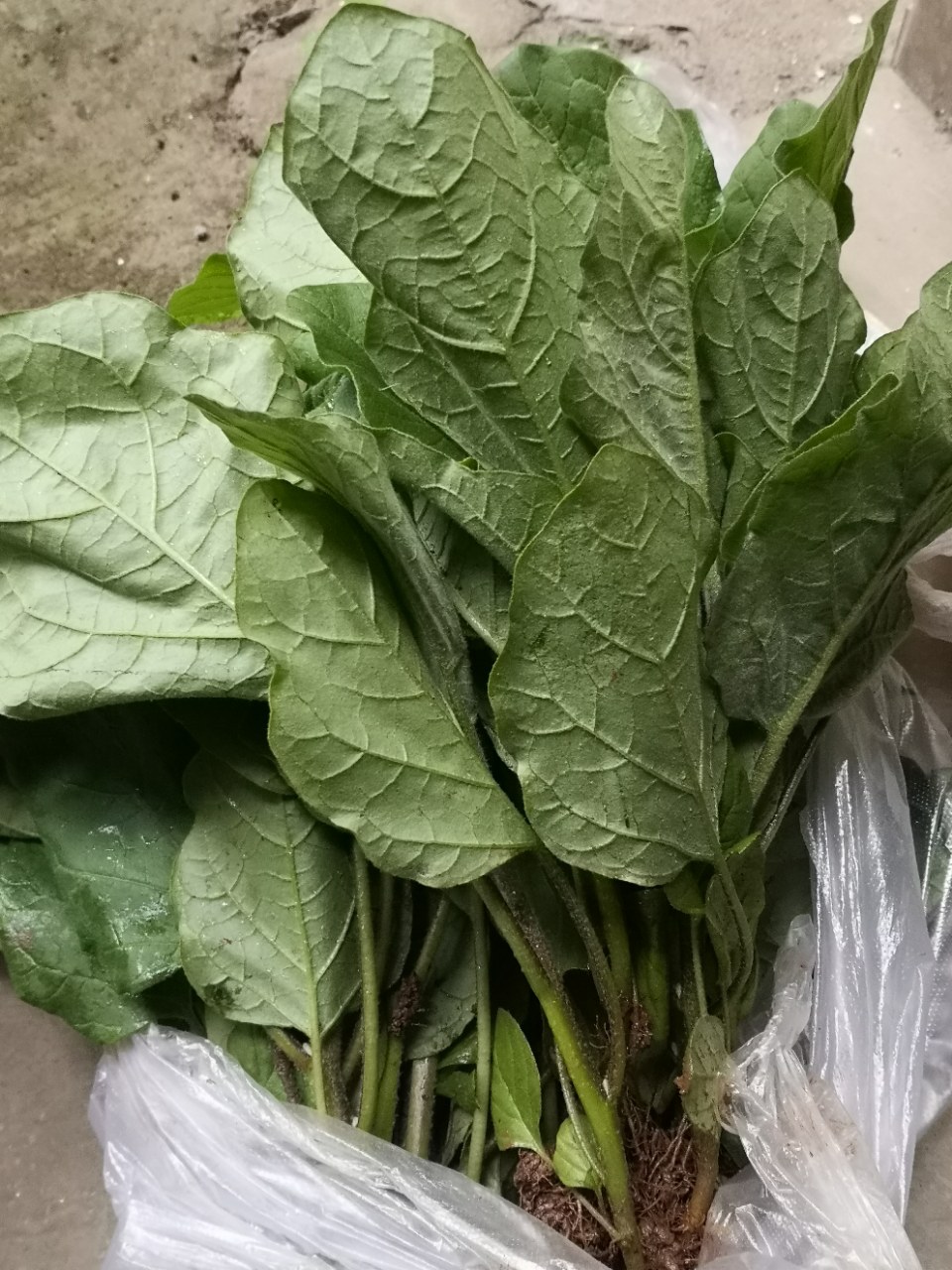 久逢甘露栽菜秧去