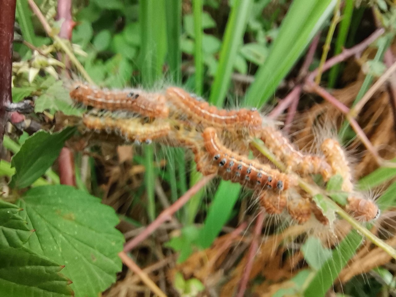 漂亮的烟管荚蒾