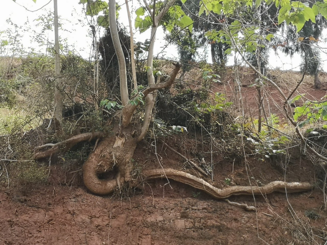 看看这树根有的说像龙,有的说像蛇,亲们觉得像什么呢?