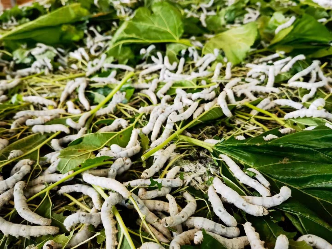 乐至春蚕喜获丰收,即将售卖