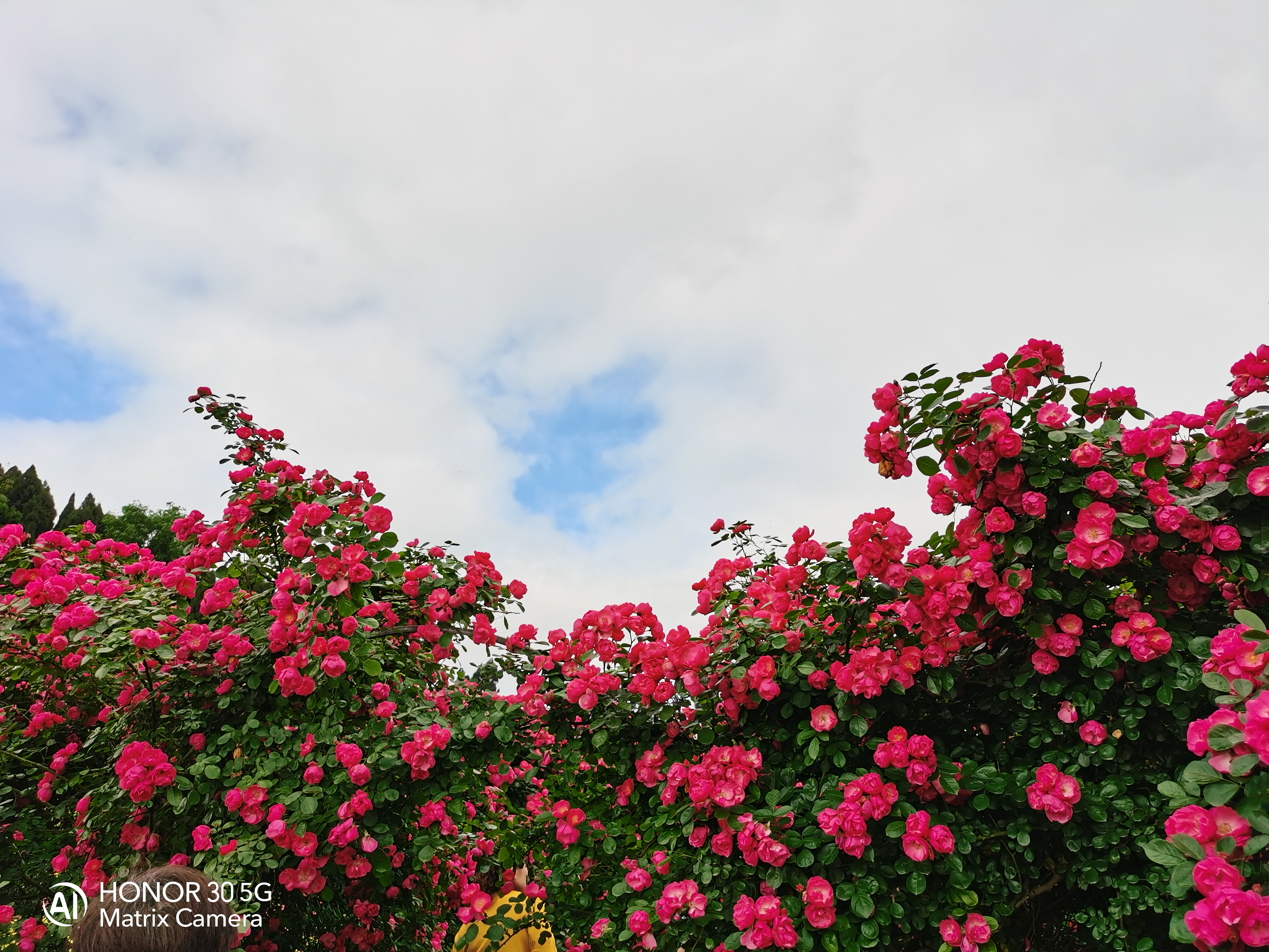 快去悦缘花谷看花花哟!